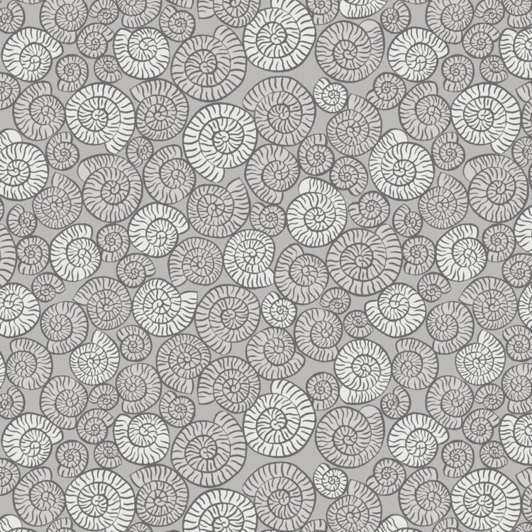 Ammonite Fossils Grey - Dino Glow