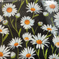Daisy Flower Market - End of Bolt 1.5 Mtrs