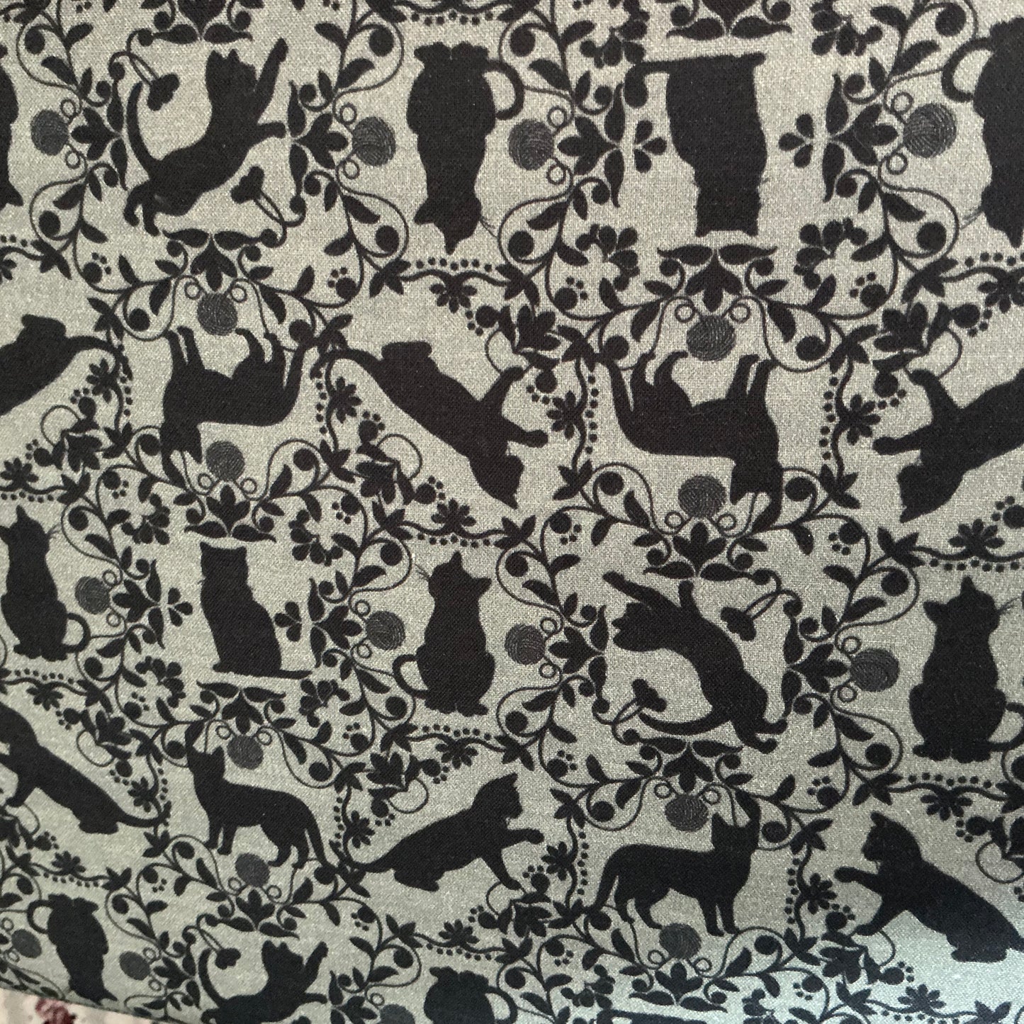 Curious Kittycats