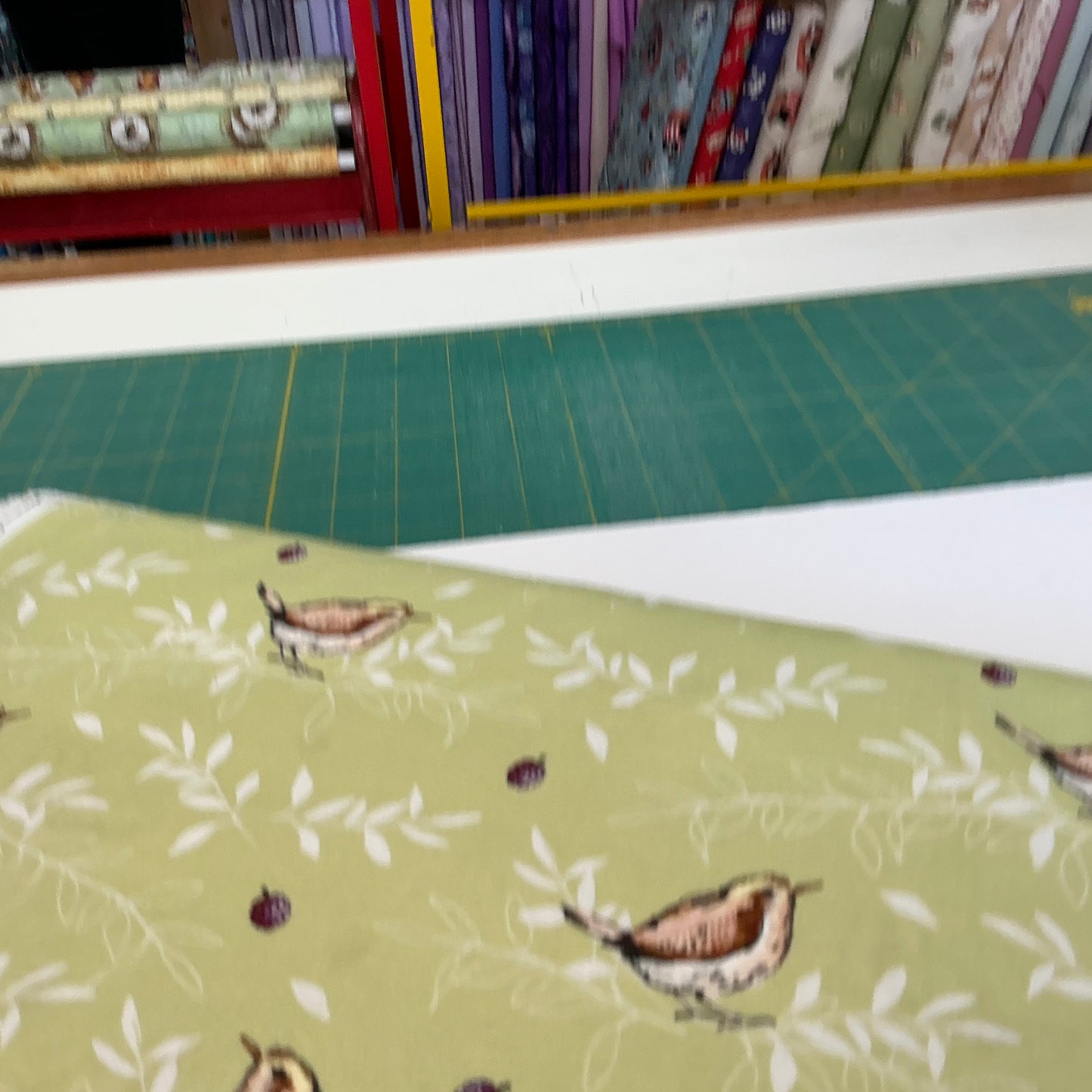 Songbird (Wren on Green) - Nature’s Melody