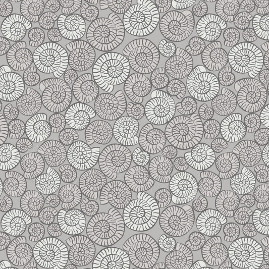 Ammonite Fossils Grey - Dino Glow